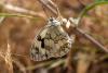 Melanargia lachesis